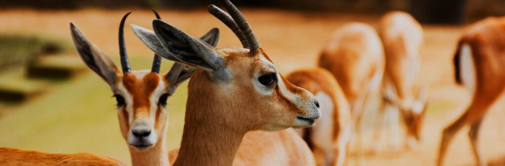 Zimbabwe Tour Esclusivo 14gg Fly & Lodge