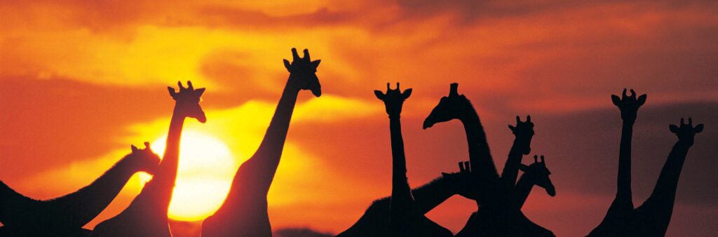 Botswana Emozioni Africane 13gg Fly & Lodge