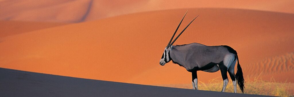 Focus Namibia 17gg Drive & Lodge